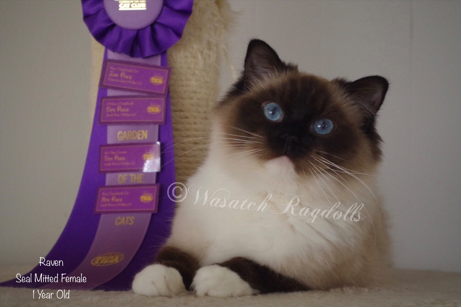 RW QGC Raven | Wasatch Ragdolls