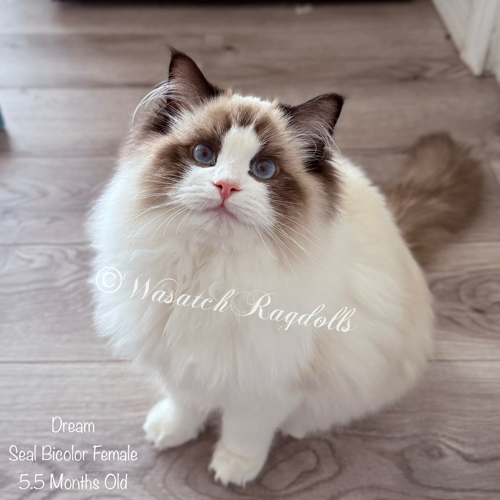 CH Dream | Wasatch Ragdolls
