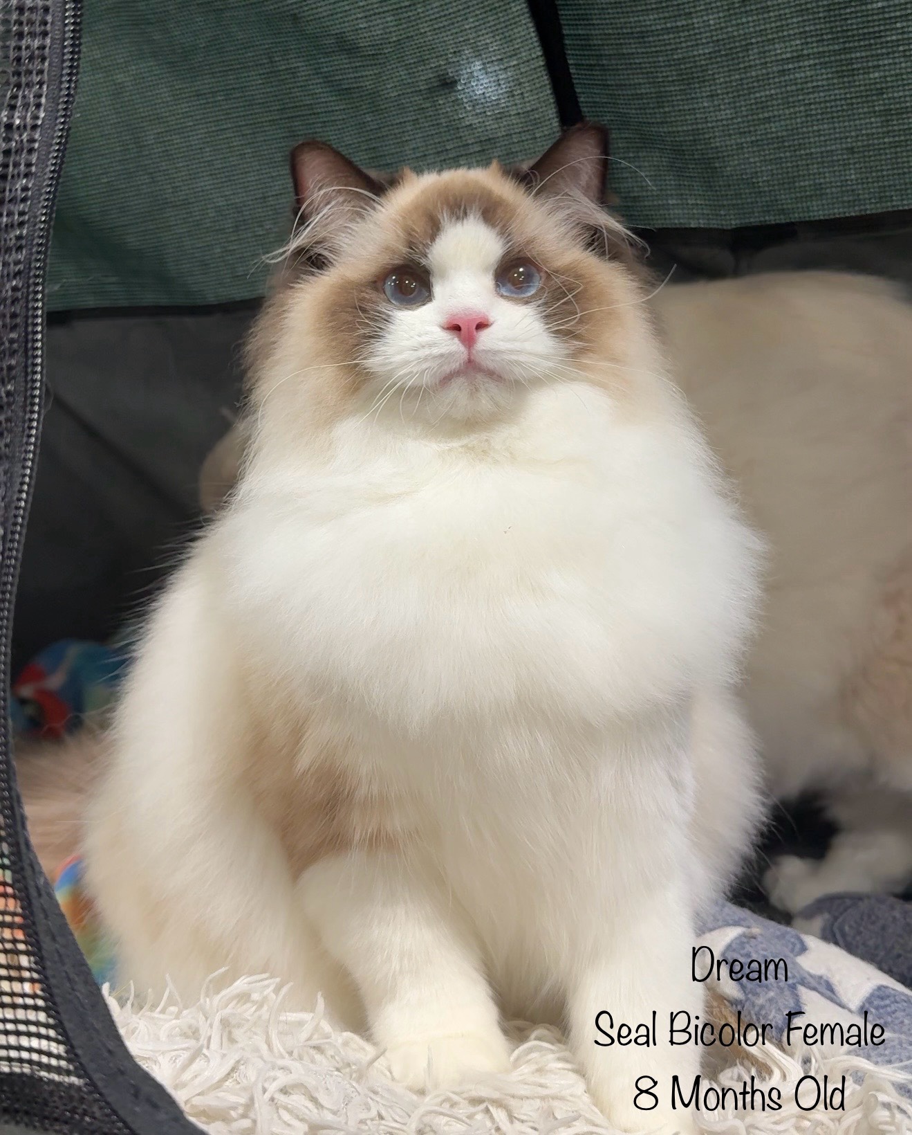CH Dream | Wasatch Ragdolls