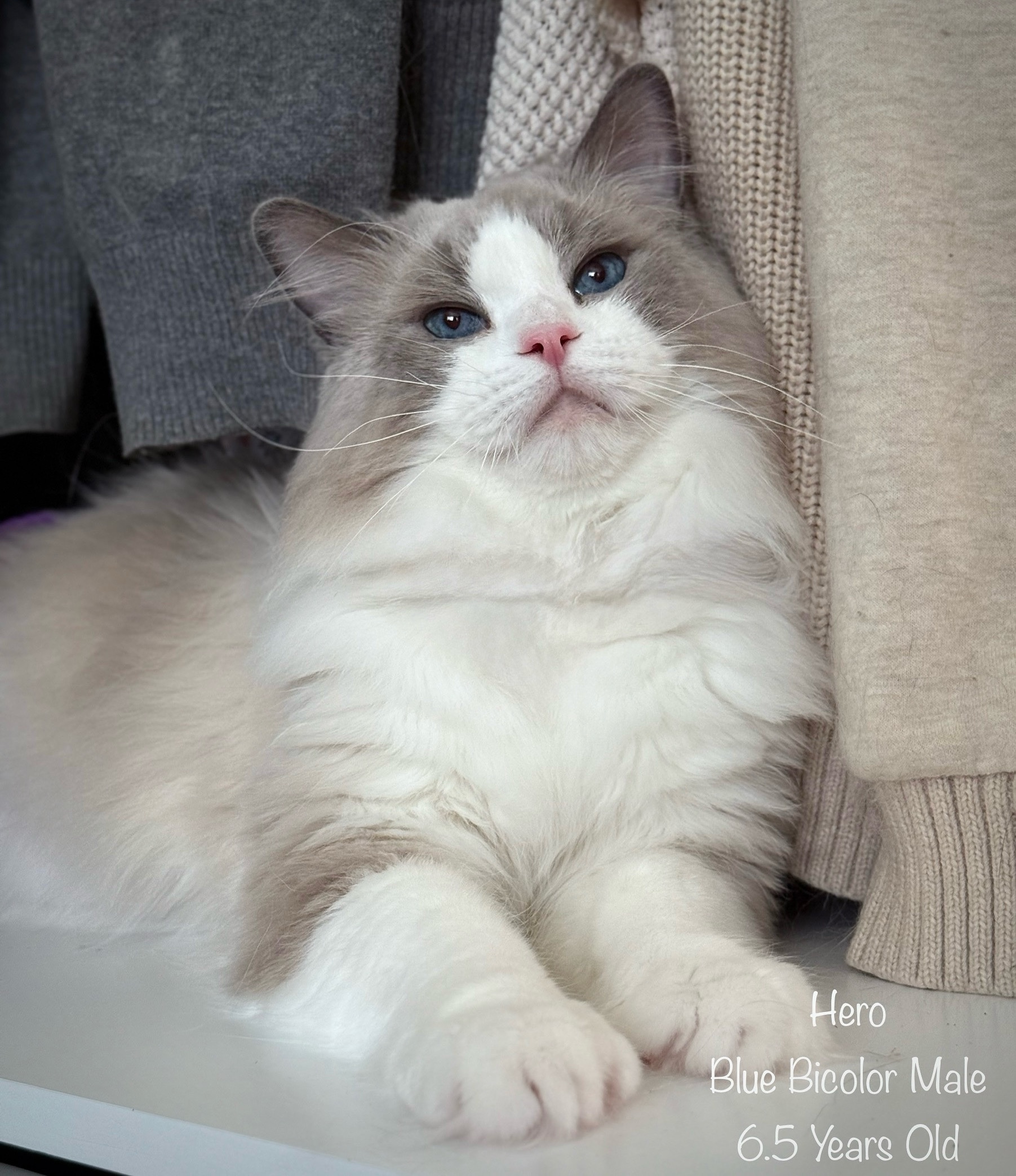 化粧下地 ragdoll 9909bd79-61c4-49f3-9617-