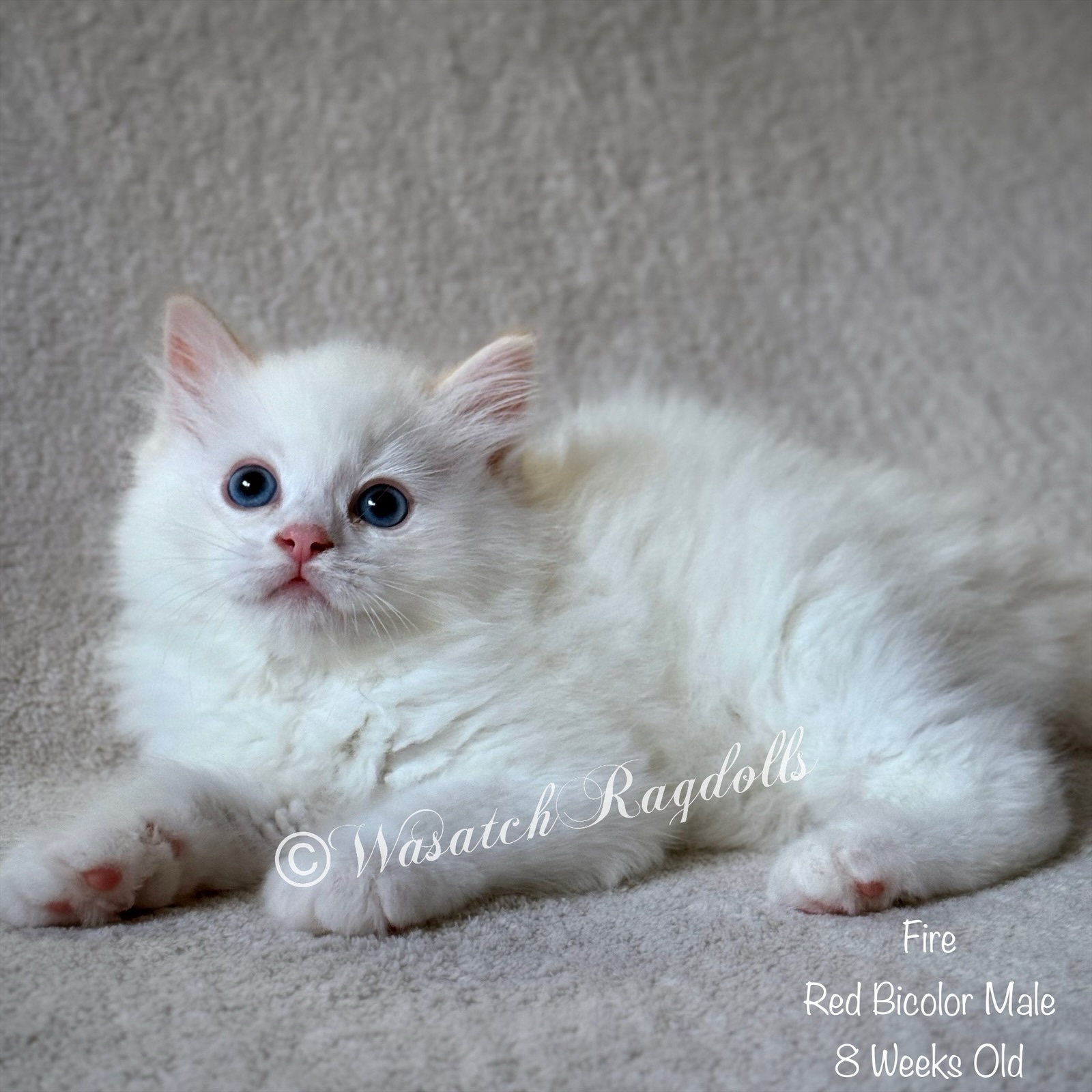 Colors and Patterns | Wasatch Ragdolls