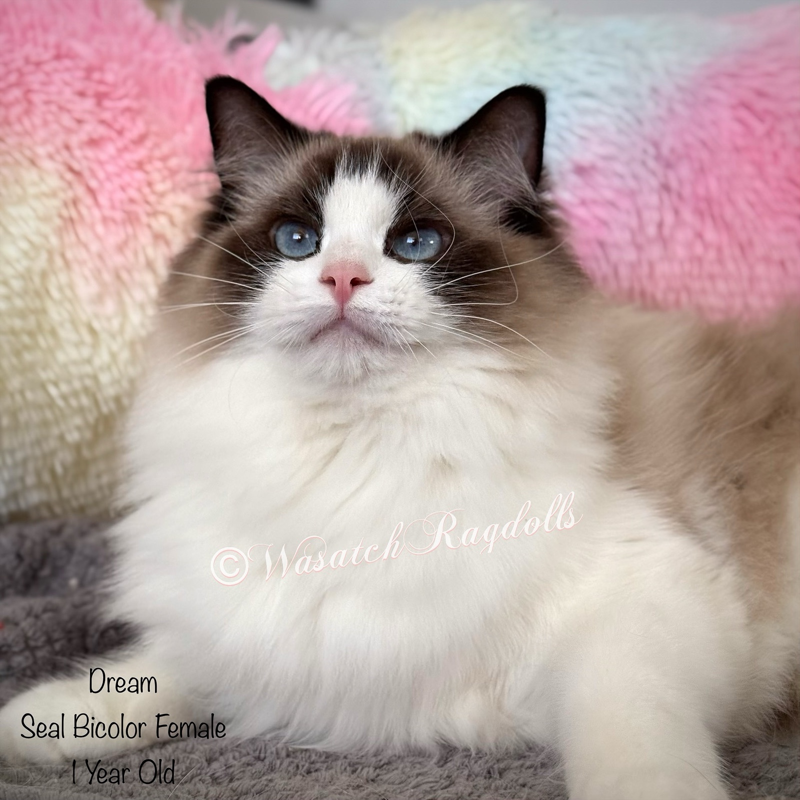 CH Dream | Wasatch Ragdolls