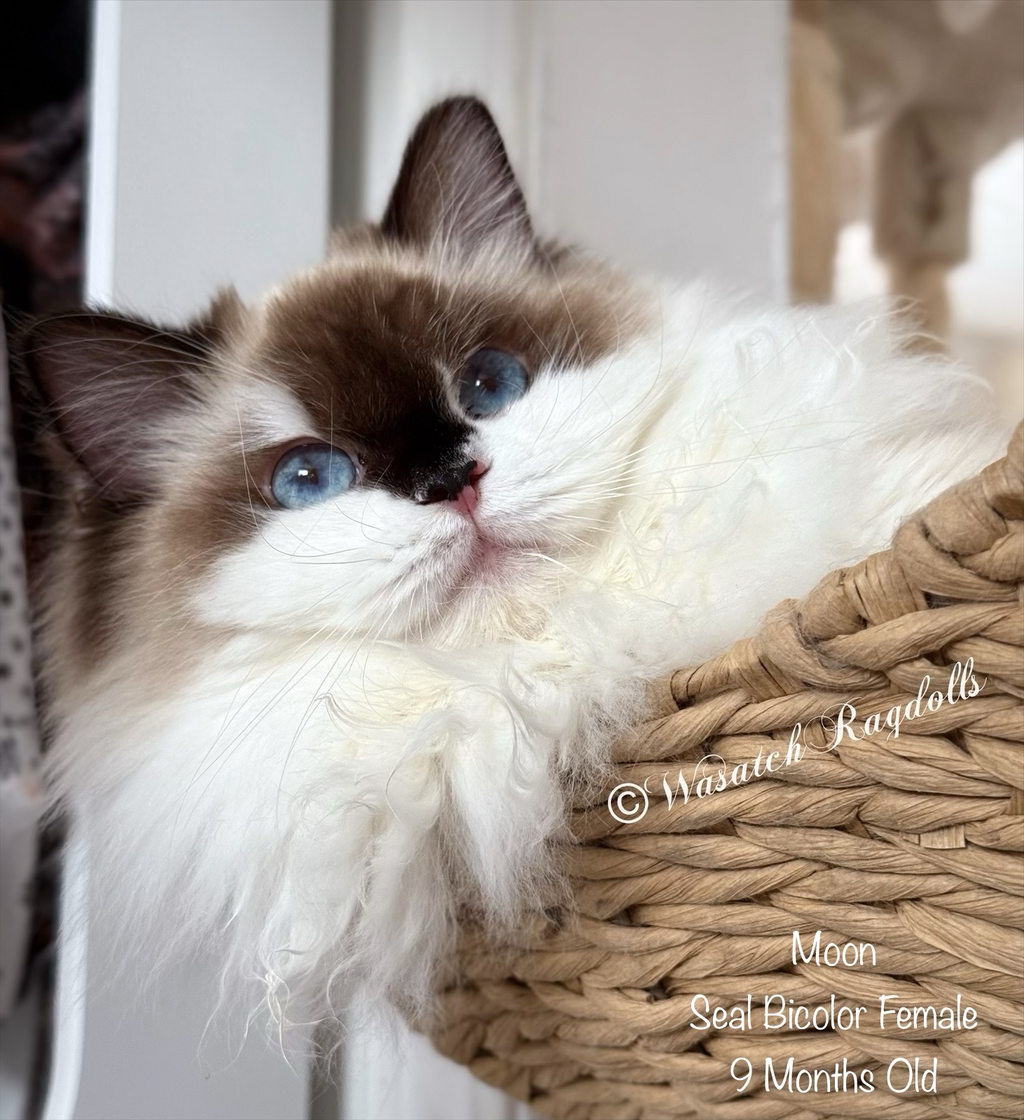 Moon Rags Moon | Wasatch Ragdolls
