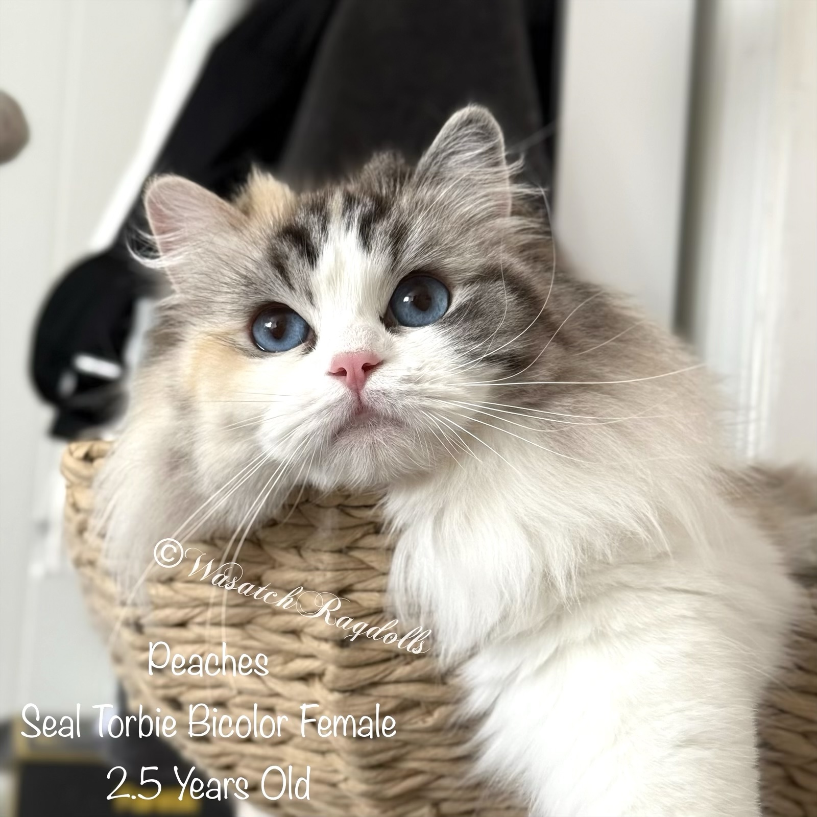 ボディクリーム ragdoll ezy-watermark_02-02-2026_03-26