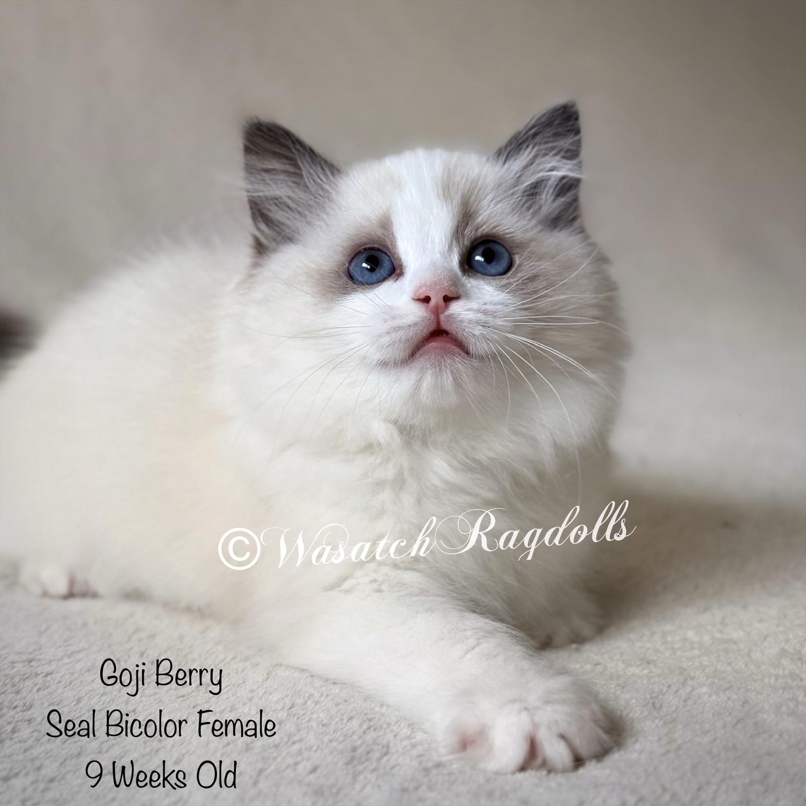 ボディクリーム ragdoll Goji | Wasatch Ragdolls
